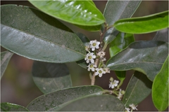 Ilex wightiana